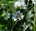 Empis opaca