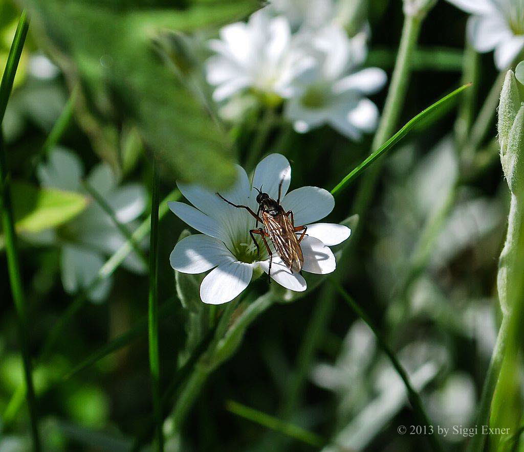 Empis opaca