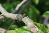 Empis opaca