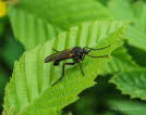 Empis tessallata Gewrfelte Tanzfliege