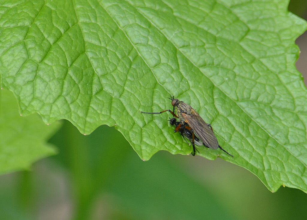 Empis opaca