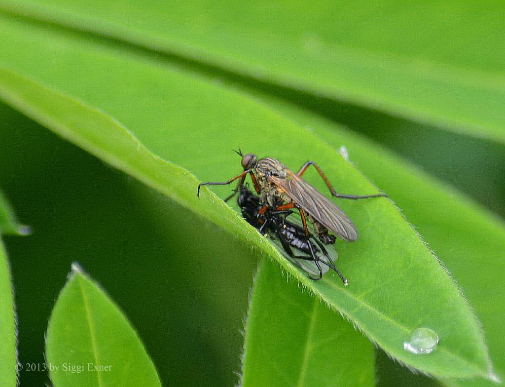 Tanzfliege Empis opaca