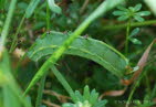 Taubenschwänzchen Macroglossum stellatarum