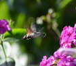 Taubenschwnzchen Macroglossum stellatarum