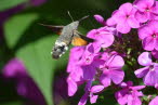 Taubenschwnzchen Macroglossum stellatarum