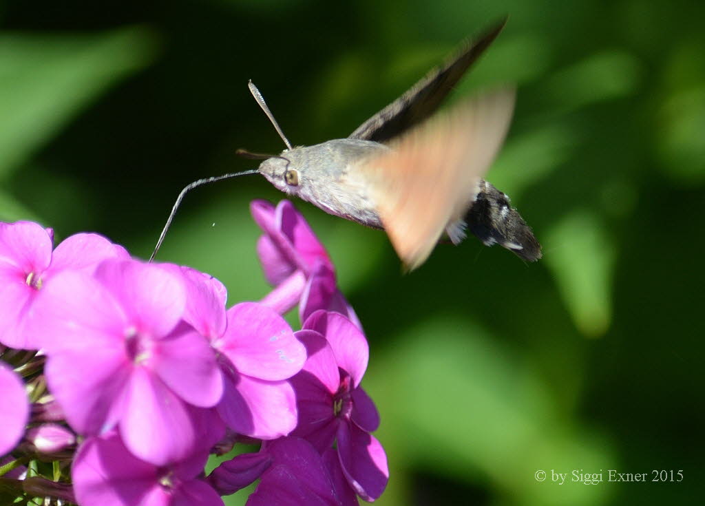 Taubenschwnzchen Macroglossum stellatarum