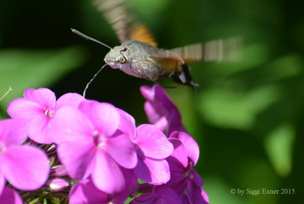 Taubenschwnzchen Macroglossum stellatarum