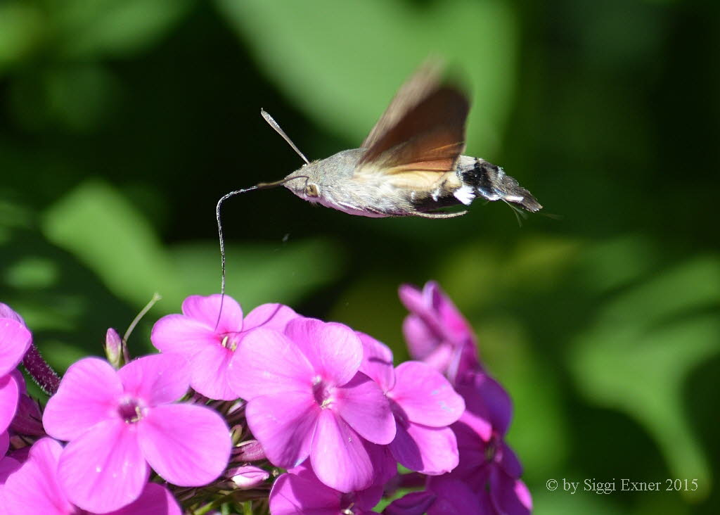 Taubenschwnzchen Macroglossum stellatarum