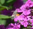 Taubenschwnzchen Macroglossum stellatarum