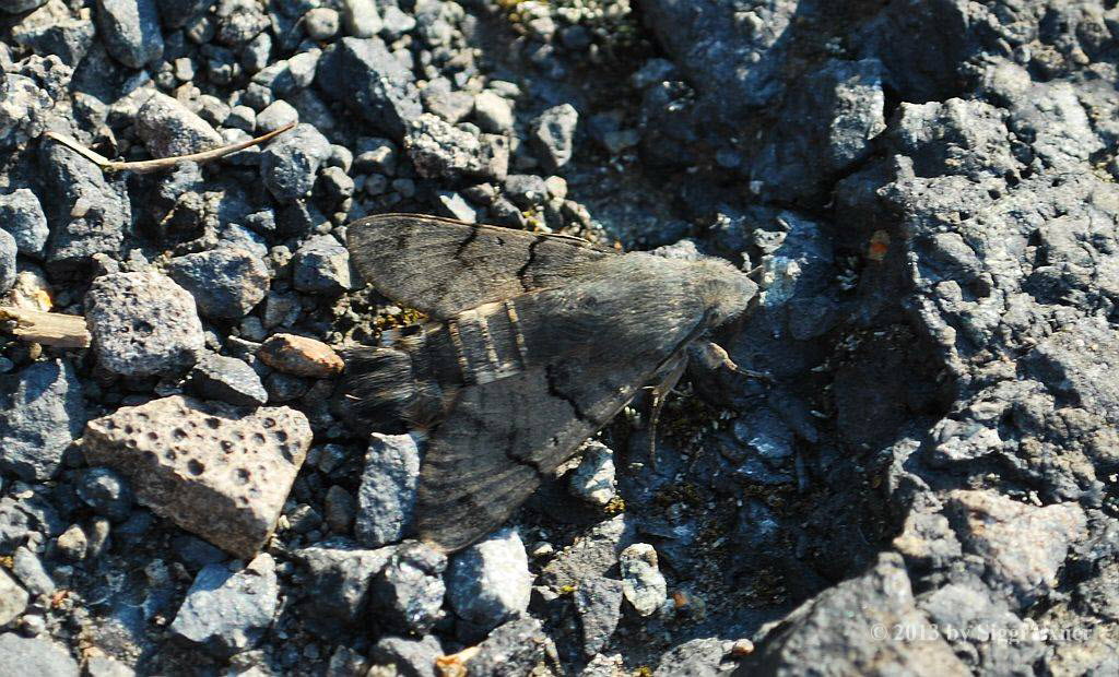 Taubenschwnzchen Macroglossum stellatarum