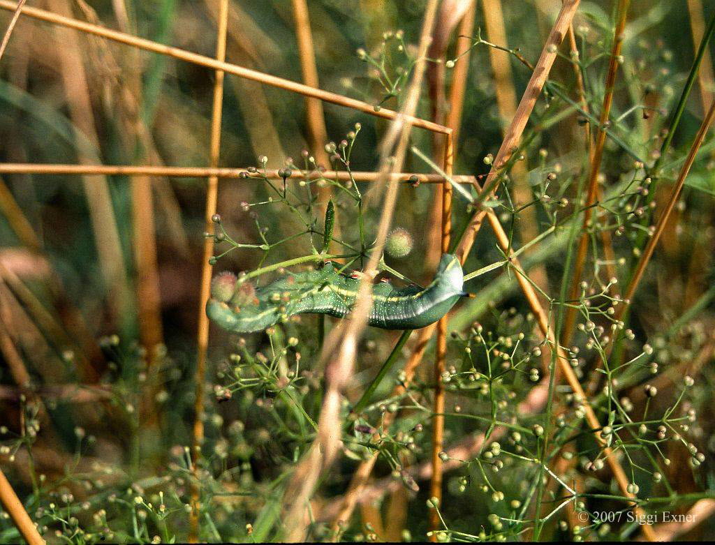 Taubenschwnzchen Macroglossum stellatarum