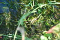 Kleiner Teichfrosch (Rana lessonae)