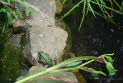 Kleiner Teichfrosch (Rana lessonae)