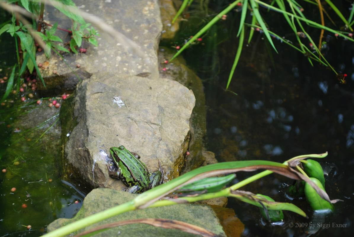 Kleiner Teichfrosch (Rana lessonae)