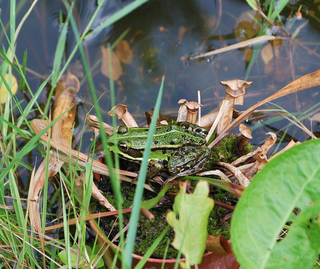 Kleiner Teichfrosch Rana lessonae