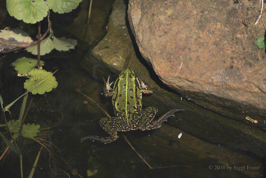 Kleiner Teichfrosch Rana lessonae