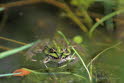 Kleiner Teichfrosch Rana lessonae