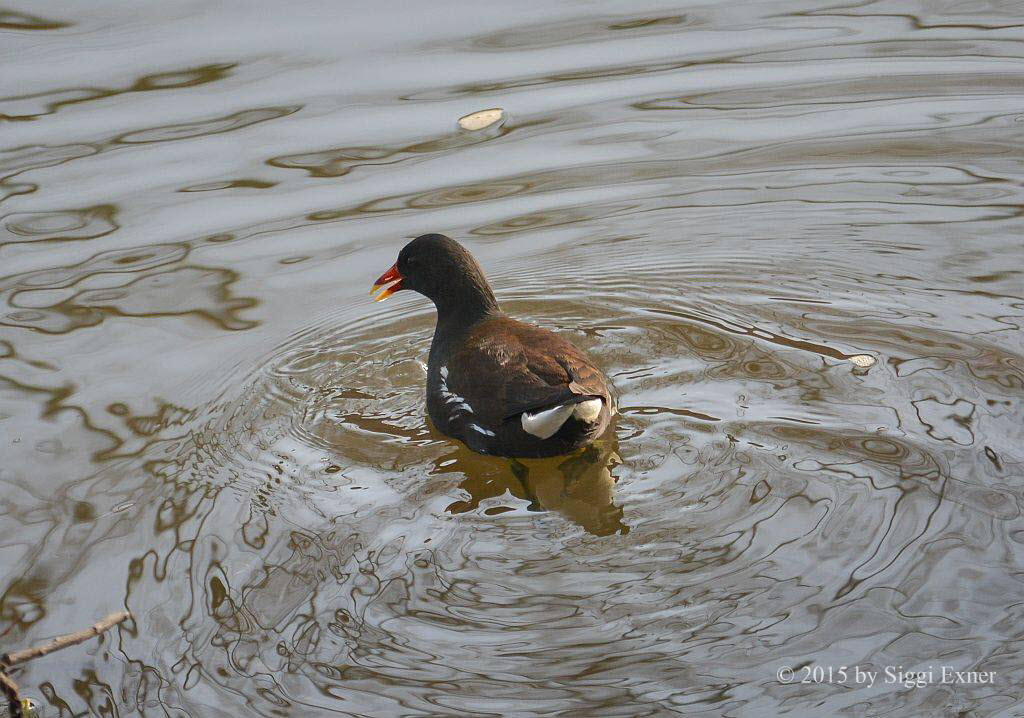 Teichhuhn Gallinula chloropus