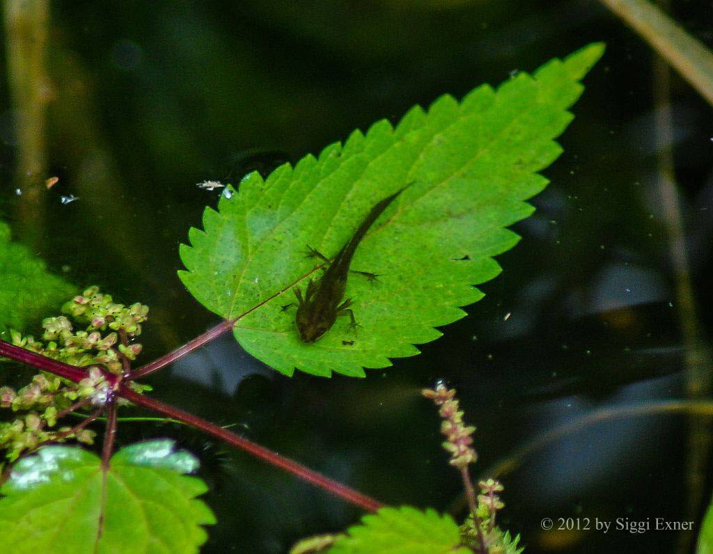 Teich-/ Streifenmolch Lissotriton vulgaris