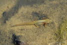 Teich-/ Streifenmolch Lissotriton vulgaris