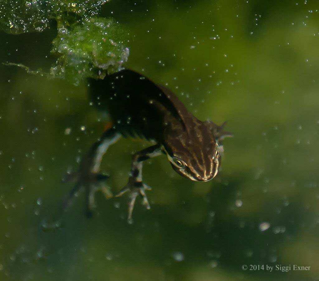 Teich-/ Streifenmolch Lissotriton vulgaris