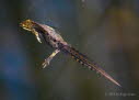 Teich-/ Streifenmolch Lissotriton vulgaris