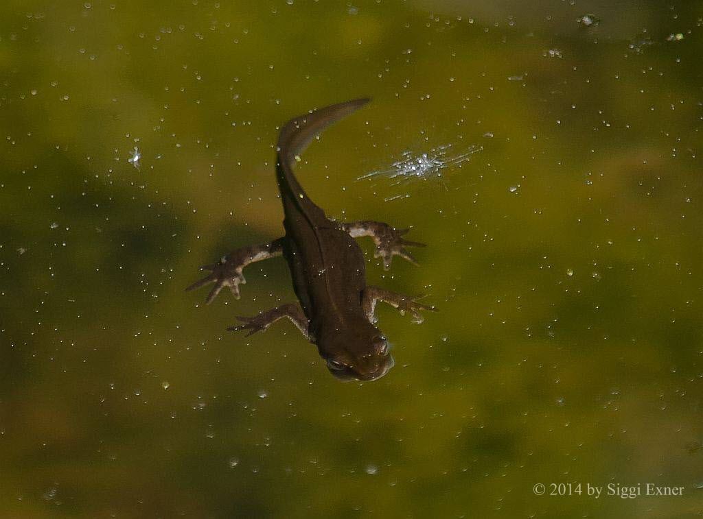 Teich-/ Streifenmolch Lissotriton vulgaris