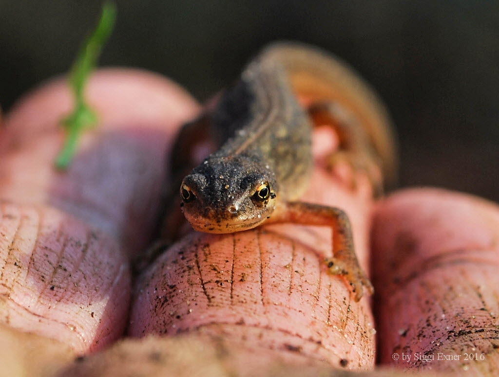 Teich-/ Streifenmolch Lissotriton vulgaris