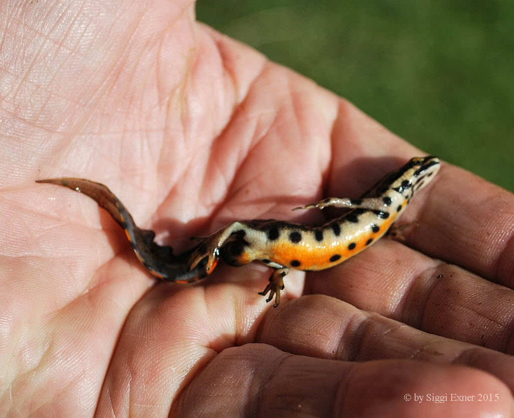 Teich-/ Streifenmolch Lissotriton vulgaris