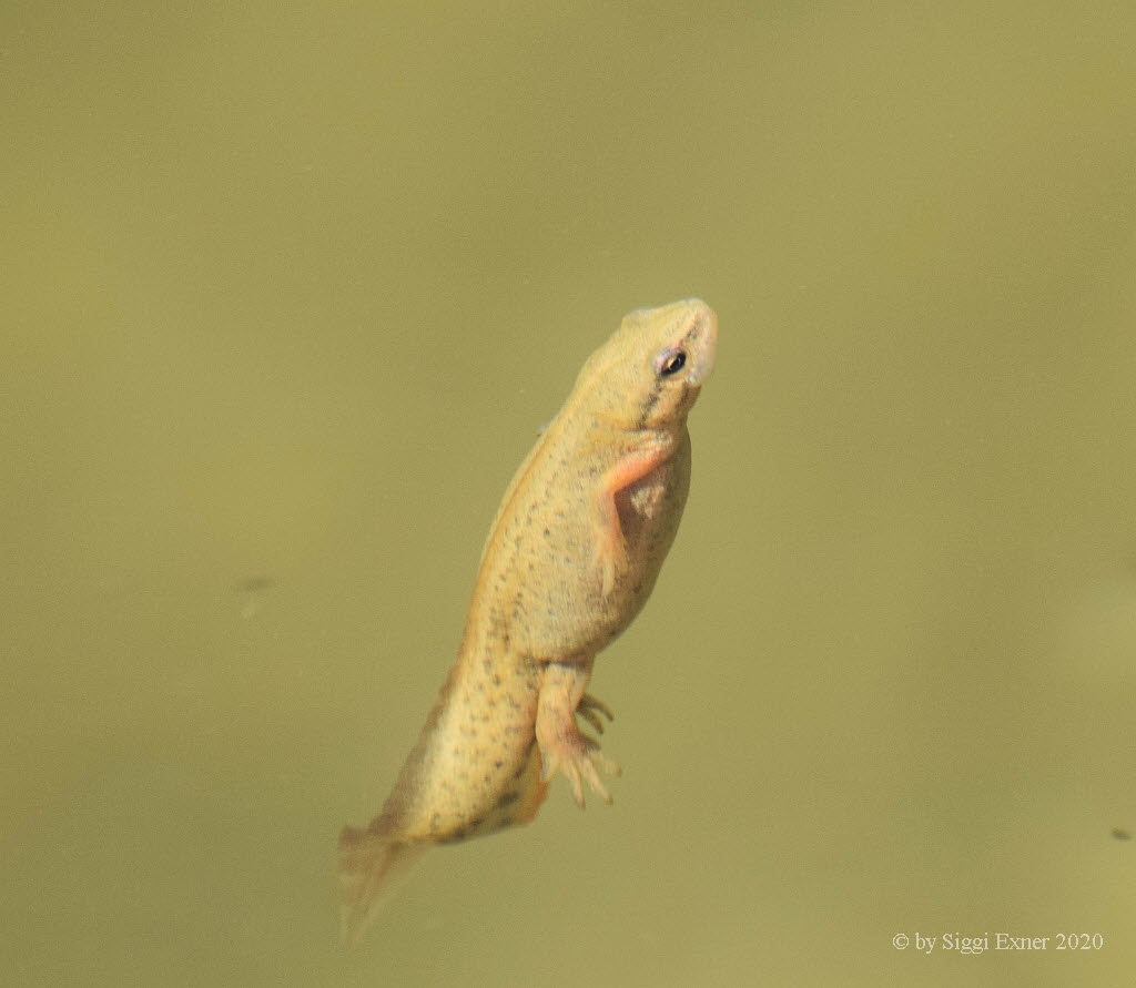 Teich-/ Streifenmolch Lissotriton vulgaris