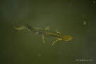 Teich-/ Streifenmolch Lissotriton vulgaris