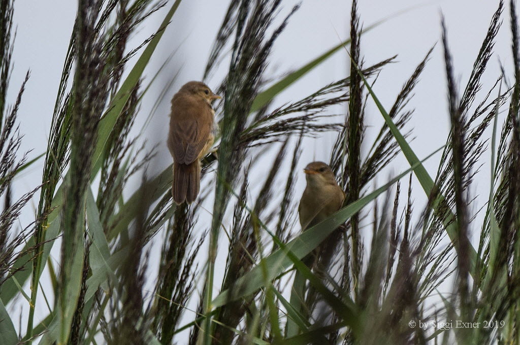 Teichrohrsänger Acrocephalus scirpaceus