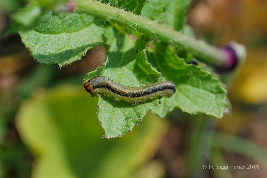 Tenthredinidae