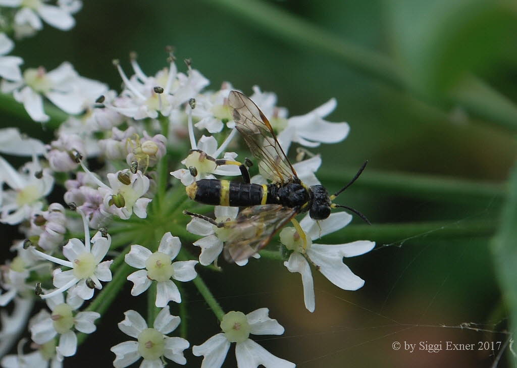 Tenthredo amoena