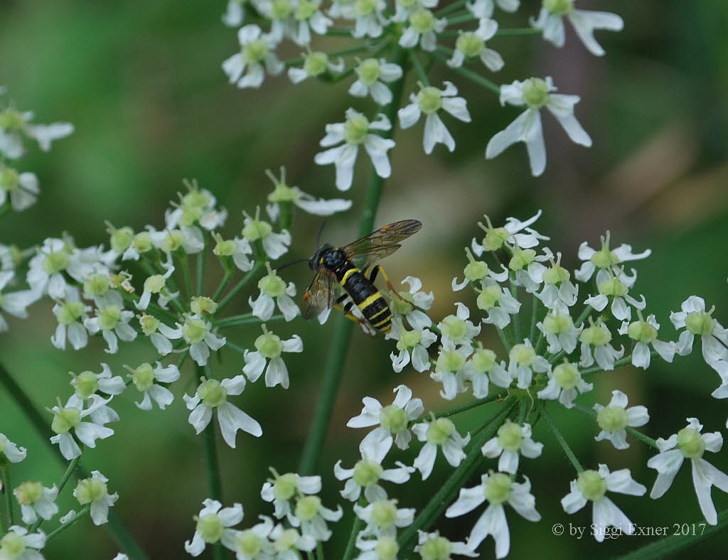 Tenthredo amoena