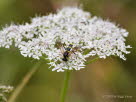 Blattwespe Tenthredo marginella