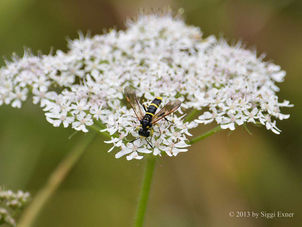 Blattwespe Tenthredo marginella