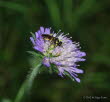 Blattwespe Tenthredo marginella