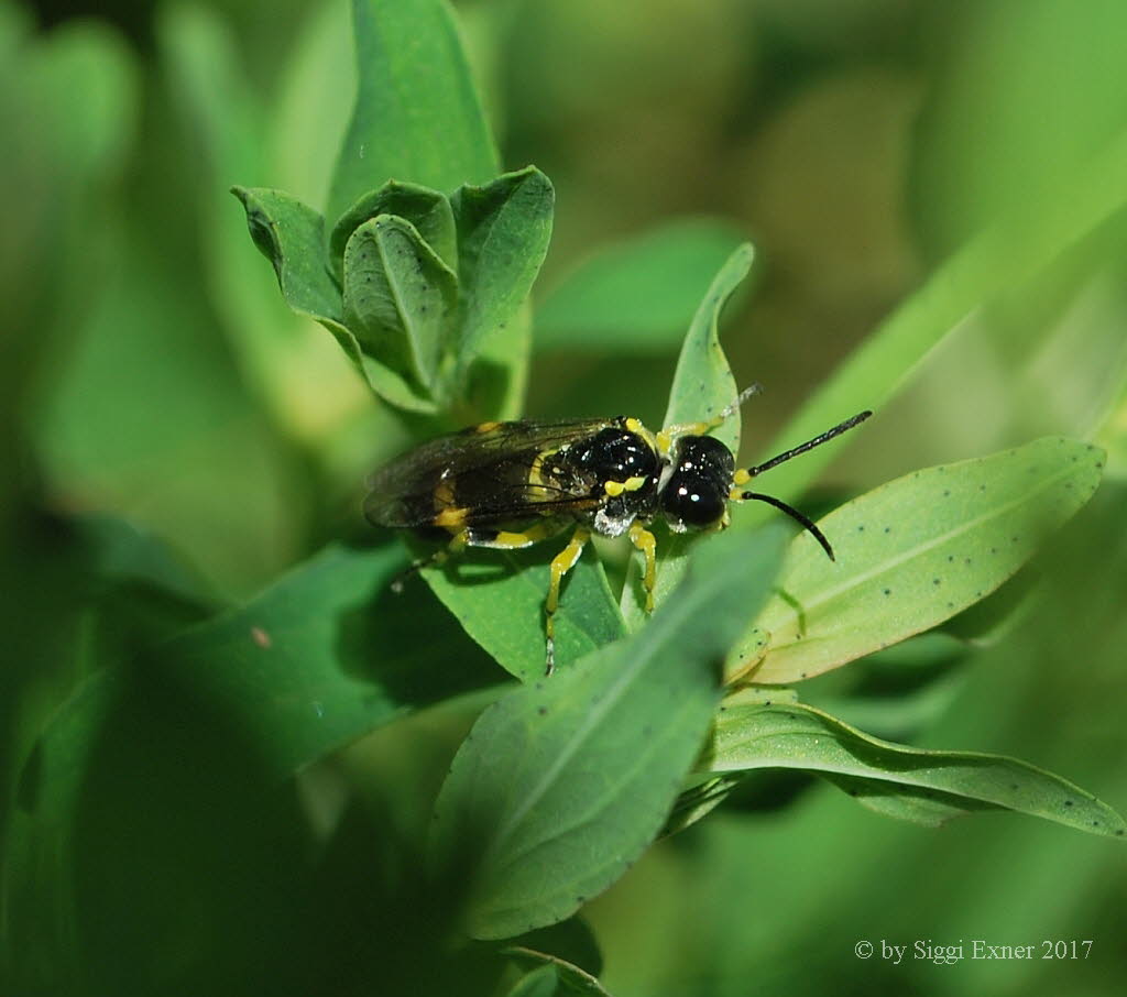 Tenthredo zonula