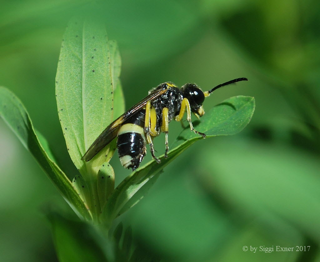 Tenthredo zonula