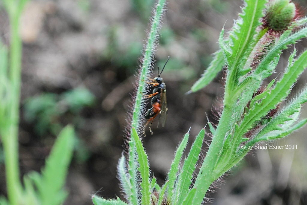 Tenthredopsis spec.