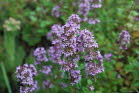 Thymian, Arznei- Thymus pulegioides