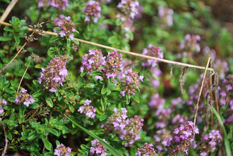 Thymian, Arznei- Thymus pulegioides