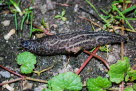 Tigerschlegel Limax maximus