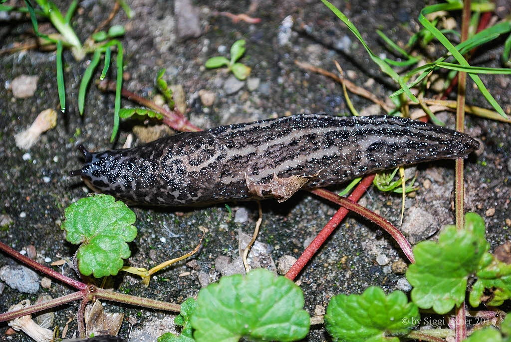 Tigerschlegel Limax maximus