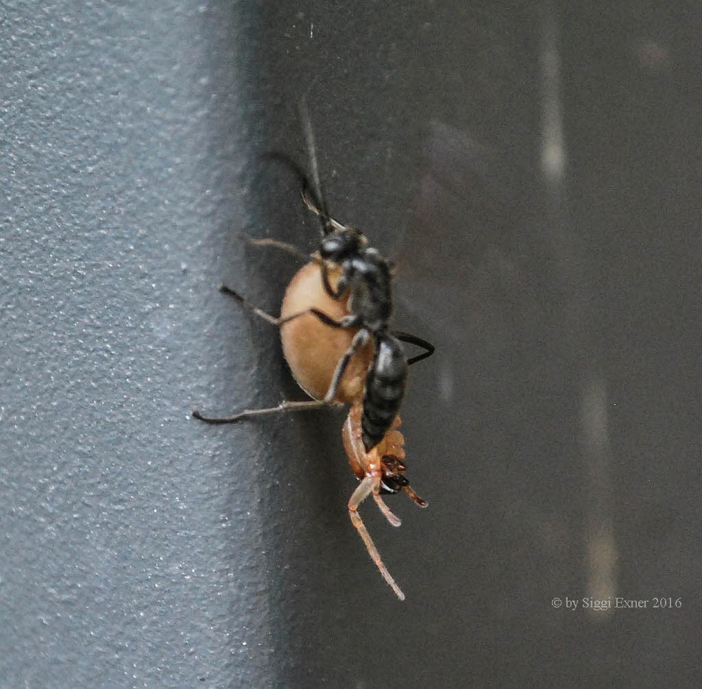 Auplopus carbonarius Tnnchenwegwespe 