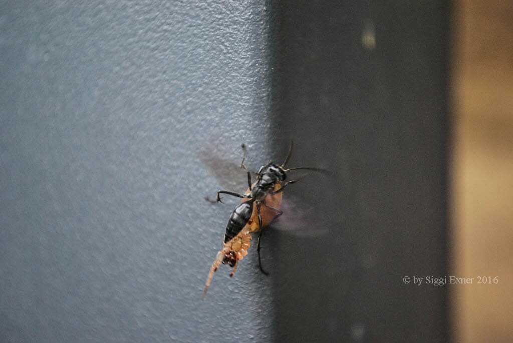 Auplopus carbonarius Tnnchenwegwespe 