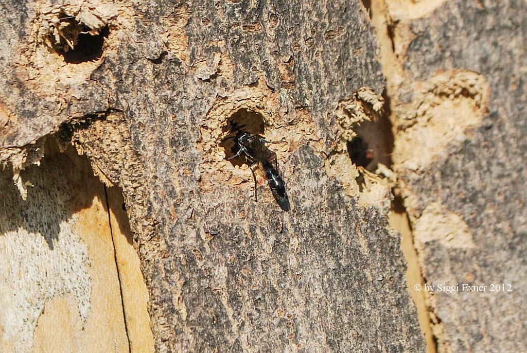 Trypoxylon figulus Tpfergrabwespe