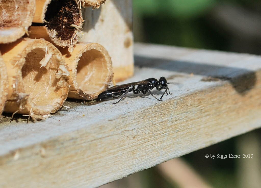 Trypoxylon figulus Tpfergrabwespe