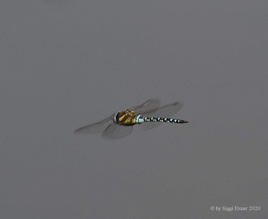 Torf-Mosaikjungfer Aeshna juncea